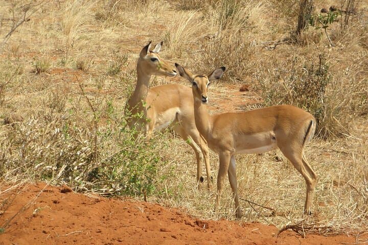 Amboseli Safari and Maasai Village Day Tour: Kilimanjaro Views & Cultural Immersion photo 5