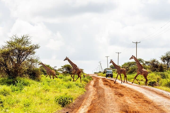 Amboseli Safari and Maasai Village Day Tour: Kilimanjaro Views & Cultural Immersion photo 6