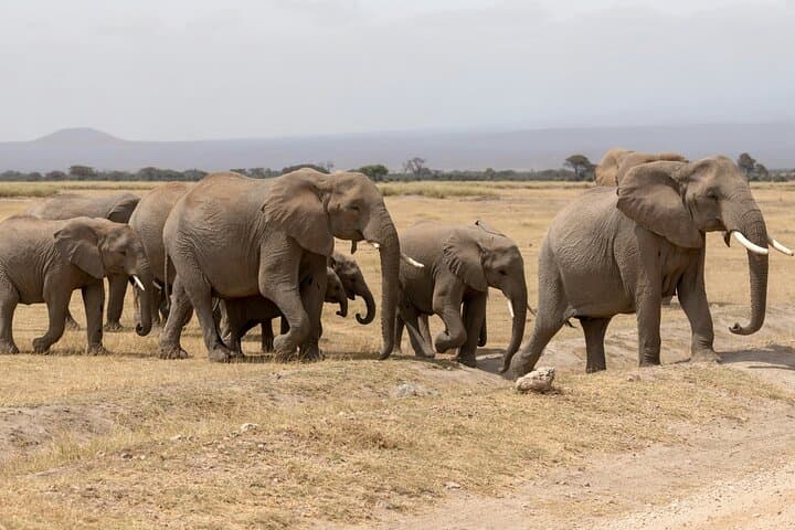 Amboseli Safari and Maasai Village Day Tour: Kilimanjaro Views & Cultural Immersion