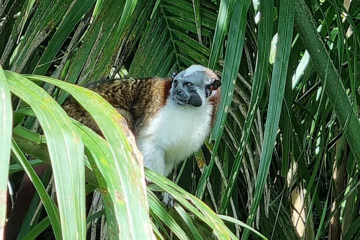 Gatun Lake Wildlife & Emberá Community Boat Tour from Panama City photo 2