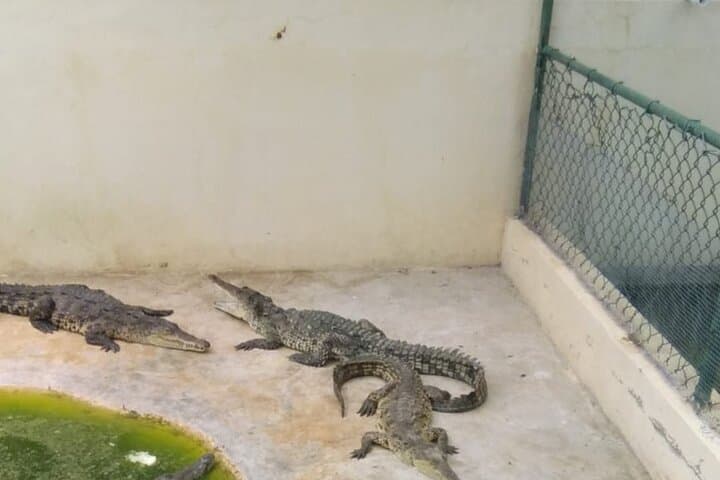 YS Falls and Black River Safari: Private Day Trip from Montego Bay photo 5