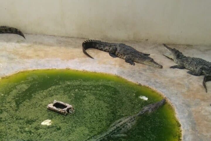 YS Falls and Black River Safari: Private Day Trip from Montego Bay photo 6