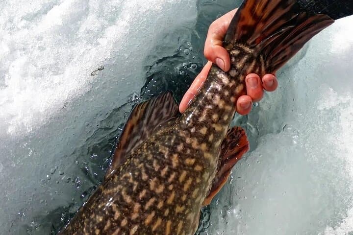 Yukon Ice Fishing: Half-Day Private Guided Trip from Whitehorse photo 2