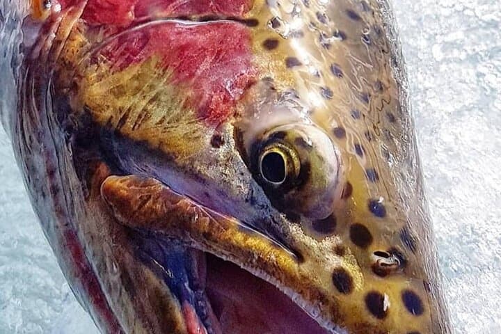 Yukon Ice Fishing: Half-Day Private Guided Trip from Whitehorse photo 3