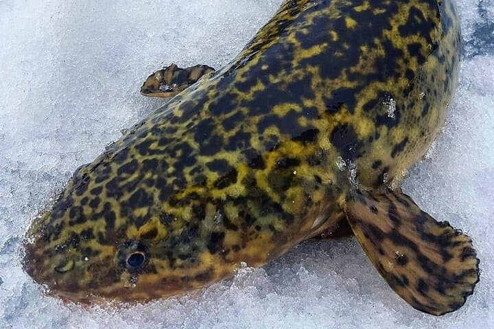 Yukon Ice Fishing: Half-Day Private Guided Trip from Whitehorse photo 4