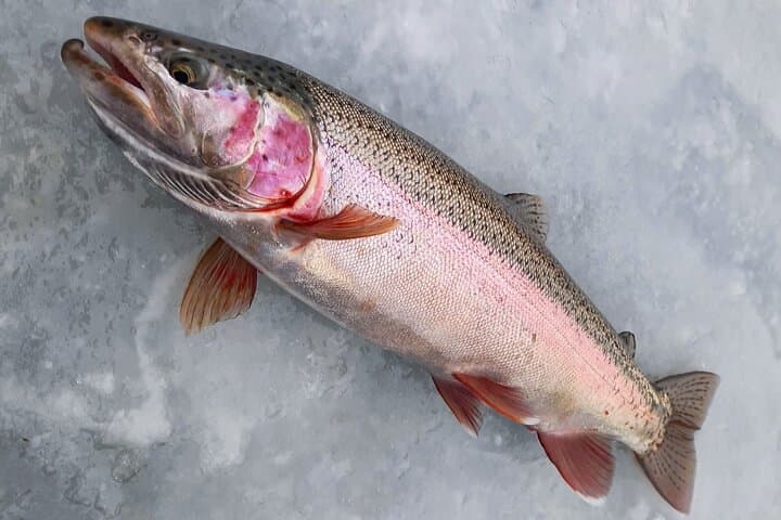 Yukon Ice Fishing: Half-Day Private Guided Trip from Whitehorse photo 6