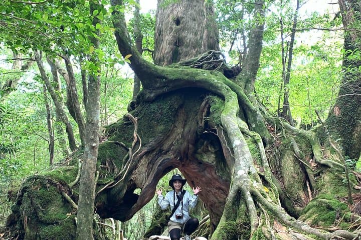 Shiratani Unsuikyo Day Walk to Taikoiwa: Yakushima's Ancient Forest in a Day photo 4