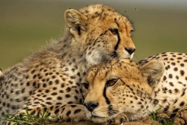 9-Day Kenya & Tanzania Classic Safari — Maasai Mara, Serengeti & Ngorongoro