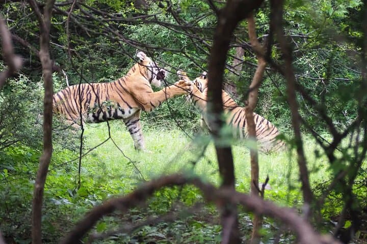 Royal India & Ranthambore: 7-Day Golden Triangle with Tiger Safari