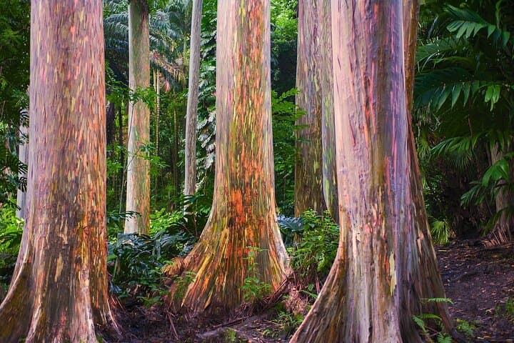 Road to Hana Full-Day Guided Tour from Maui photo 2