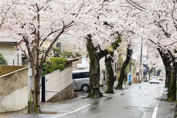 Private Kobe Cherry Blossom Tour: Hanami at Nunobiki, Kitano & Meriken Park