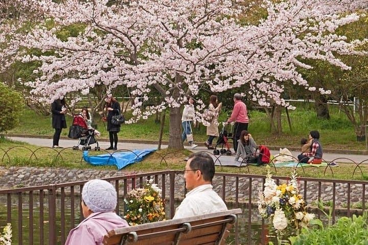 Private Kobe Cherry Blossom Tour: Hanami at Nunobiki, Kitano & Meriken Park photo 2