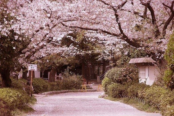 Private Kobe Cherry Blossom Tour: Hanami at Nunobiki, Kitano & Meriken Park photo 4