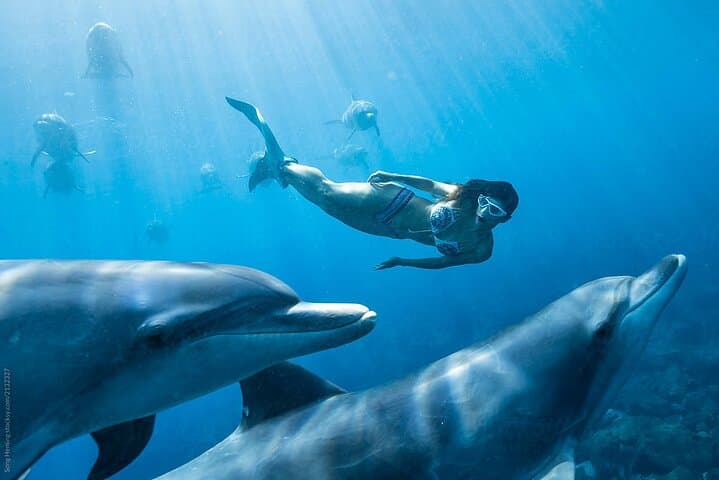 Snorkel with Wild Dolphins at Dolphin House — Hurghada Red Sea Day Cruise photo 3