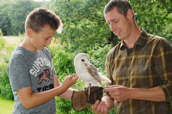 Private Family Bird of Prey Experience Near Carlisle — Falconry in the Cumbrian Countryside