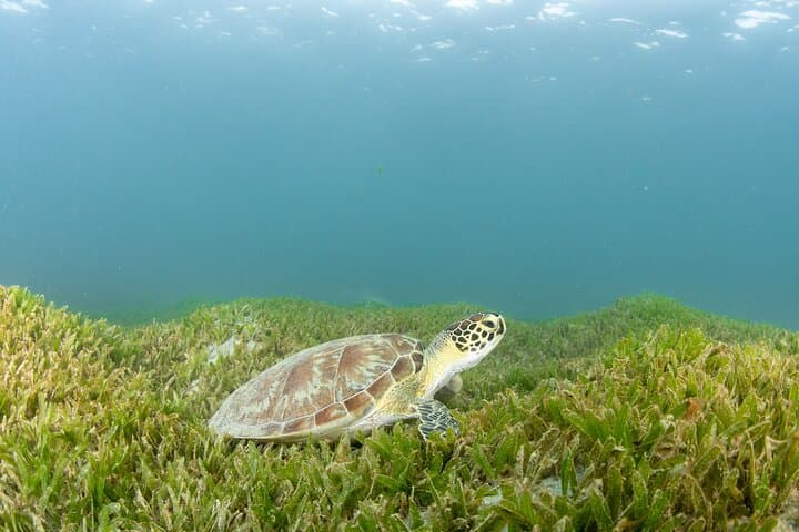 San Juan SCUBA Certification at Escambrón Marine Park — PADI Open Water Course photo 2