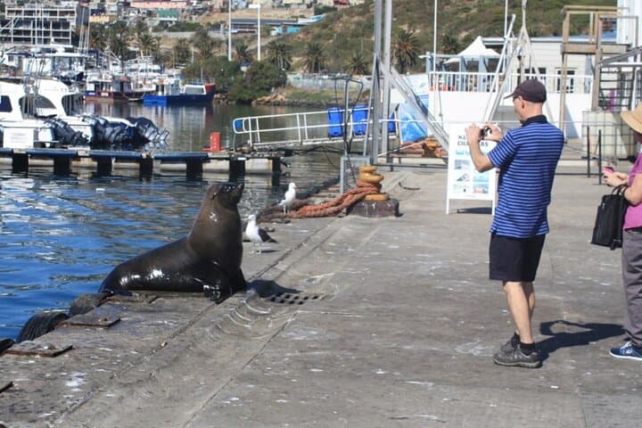 Cape Peninsula Day Tour: Cape Point, Chapman's Peak & Boulders Beach Penguins photo 2