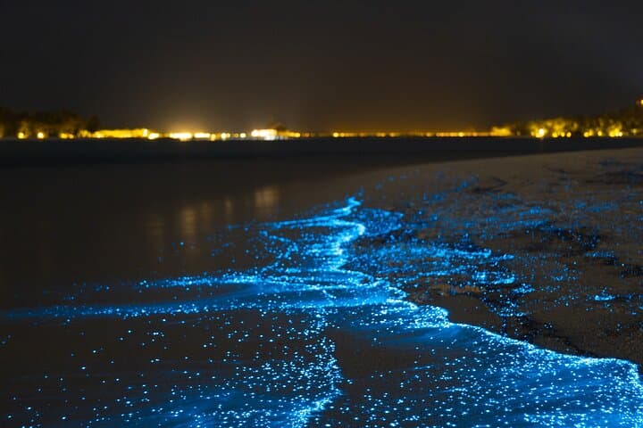 Bonaire Bioluminescent Night Dive — Ostracods, Plankton & Night Scuba