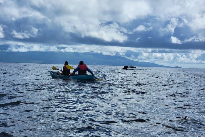 Sea Kayak Whale Watch in Olowalu, Maui — No Time Limit