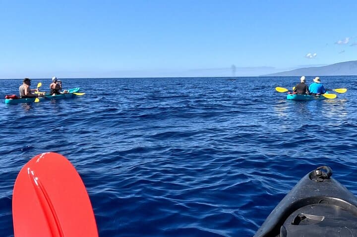 Sea Kayak Whale Watch in Olowalu, Maui — No Time Limit photo 4