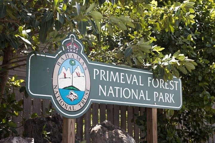 Guided Primeval Nature Walk — Explore Primeval Forest National Park in Nassau