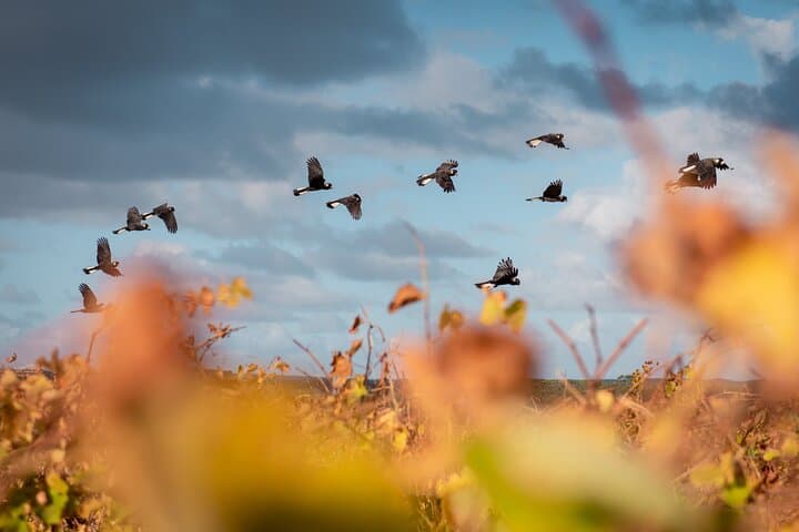 Margaret River Private Bespoke Tour — Tailored Winery Walks, Tastings & Coastal Rambles photo 5