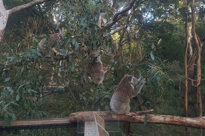 Great Ocean Road 8-Hour Private Express Tour from Melbourne photo 4