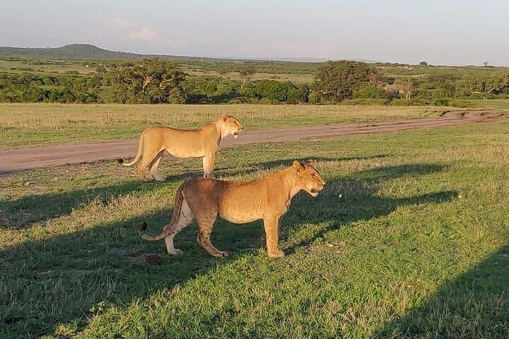 Amboseli Overnight Safari: Group-Joining Wildlife Trip from Nairobi photo 5