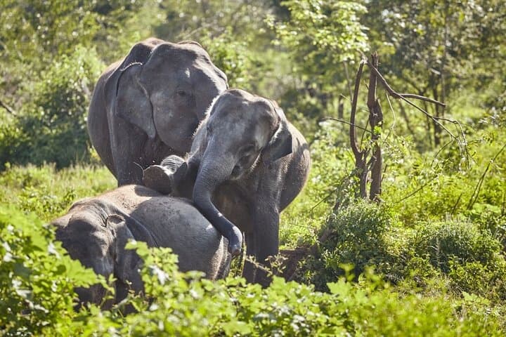 Maduru Oya Safari & Indigenous Village Day Trip from Ella — Elephant Encounters and Vedda Culture photo 6