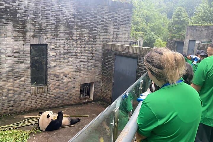 Volunteer with Giant Pandas at Dujiangyan Panda Rescue Center | Private Day Program from Chengdu