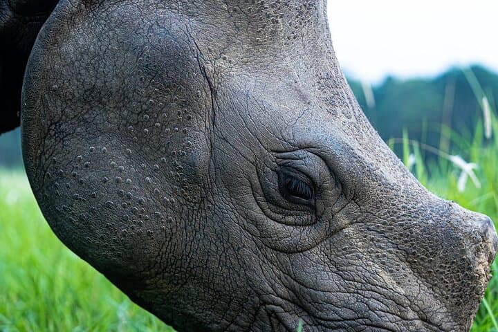 Chitwan Jeep Safari: Rhino, Tiger & River Safaris in Chitwan National Park photo 4