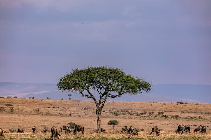 3-Day Maasai Mara Safari from Nairobi — Group 4x4 Game-Drive Experience photo 4
