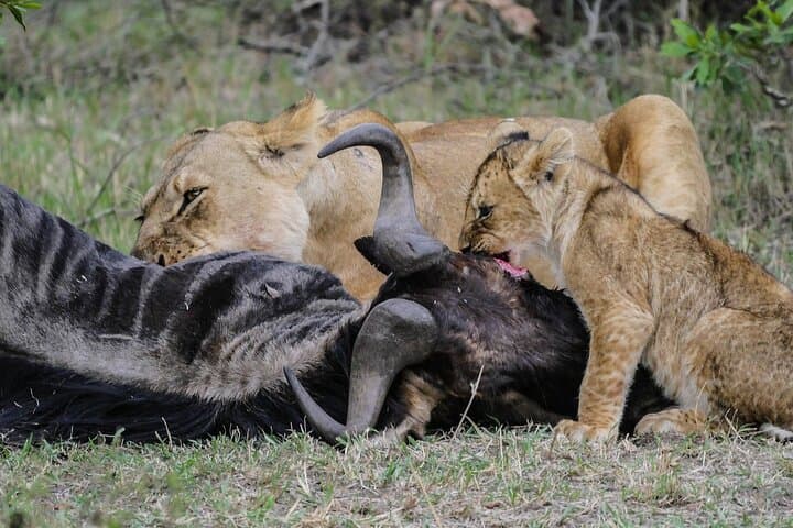 3-Day Maasai Mara Safari from Nairobi — Group 4x4 Game-Drive Experience photo 3