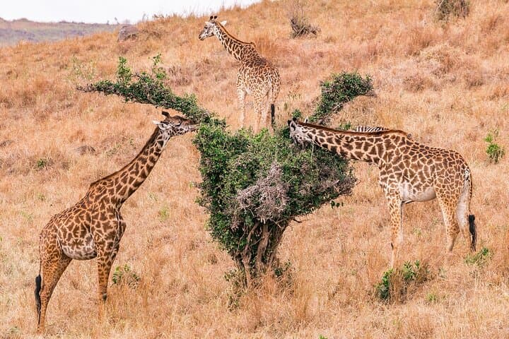 7-Day Nairobi Safari: Maasai Mara, Nakuru, Naivasha & Amboseli Wildlife Tour photo 6