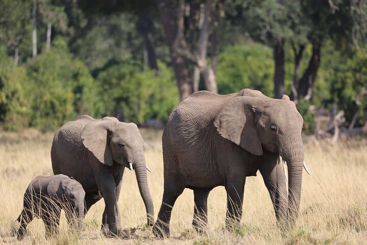 3-Day Maasai Mara Safari from Nairobi — Group 4x4 Game-Drive Experience photo 2