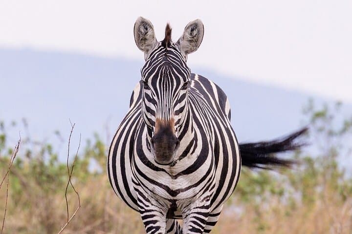3-Day Maasai Mara Safari from Nairobi — Group 4x4 Game-Drive Experience photo 6