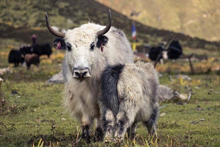 Langtang Valley Trek: Kyanjin Gompa, Tserko Ri & Yala Cheese Factory photo 2