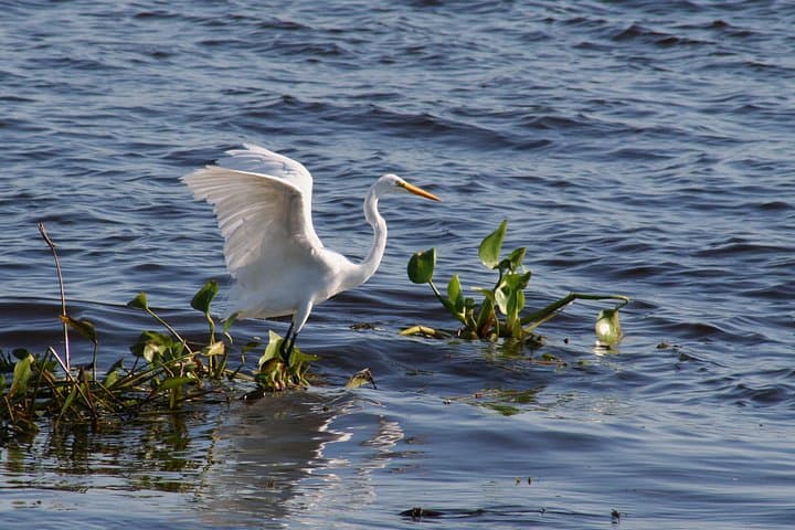 Asunción River Eco-Tour: Private Paraguay River Wildlife Cruise & Island Sunset photo 2