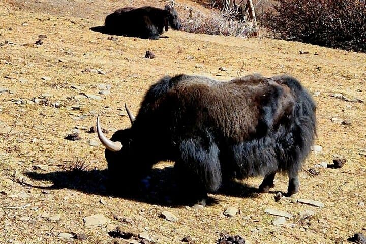 Nagarkot Full-Day Private Hiking Tour — Sunrise Ridge Hike & Changu Narayan Visit photo 4