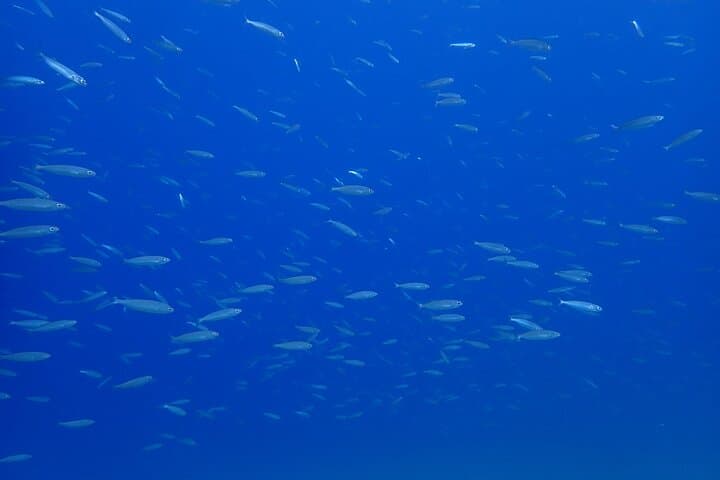 Try Scuba Diving in Lanzarote: Introductory Shore Dive in Puerto del Carmen photo 4