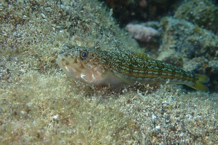 Try Scuba Diving in Lanzarote: Introductory Shore Dive in Puerto del Carmen photo 6