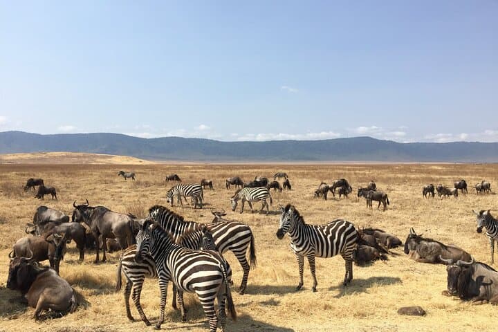 2-Day Tarangire and Ngorongoro Safari from Arusha — Midrange Group Tour photo 2