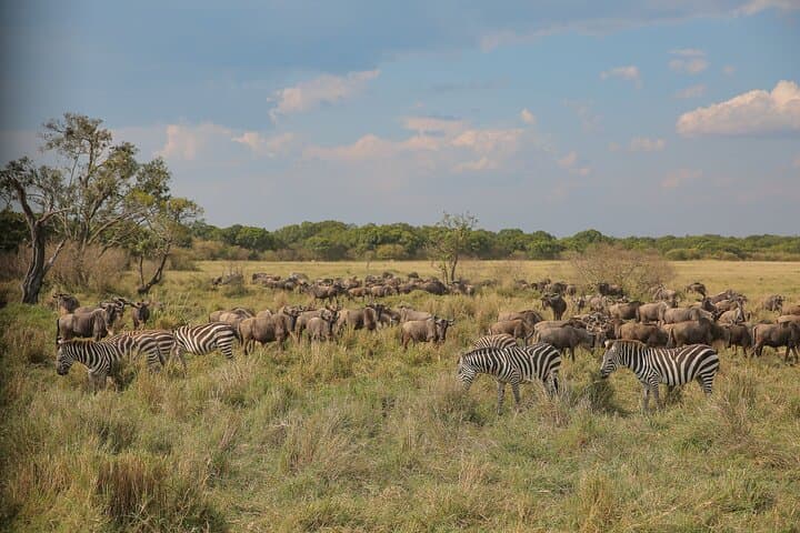 2-Day Tarangire and Ngorongoro Safari from Arusha — Midrange Group Tour photo 3