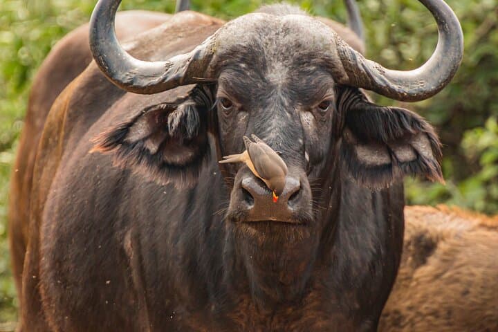 2-Day Tarangire and Ngorongoro Safari from Arusha — Midrange Group Tour