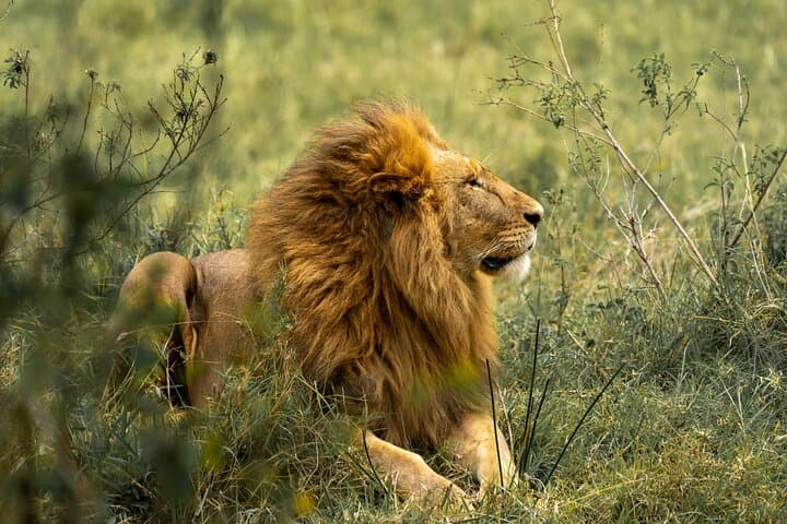2-Day Tarangire and Ngorongoro Safari from Arusha — Midrange Group Tour photo 5