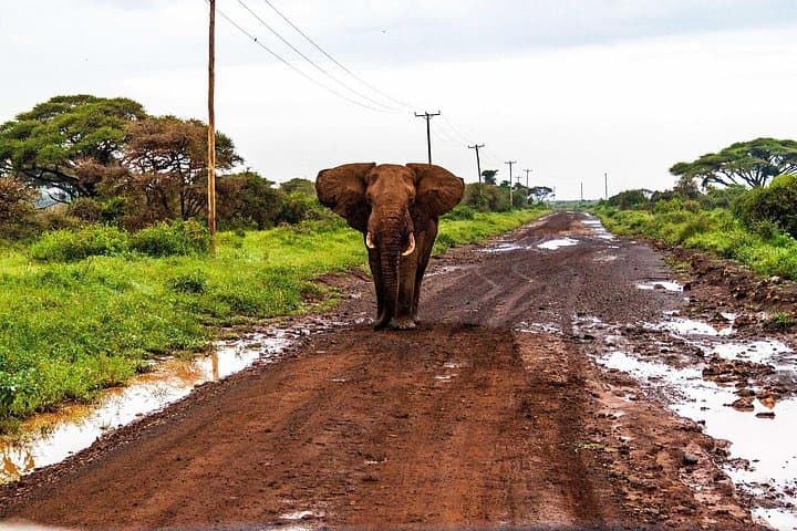 3-Day Amboseli Safari from Nairobi — Elephants, Kilimanjaro Views & Game Drives photo 2