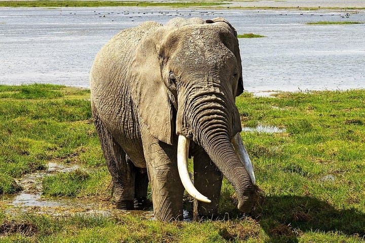 3-Day Amboseli Safari from Nairobi — Elephants, Kilimanjaro Views & Game Drives photo 4