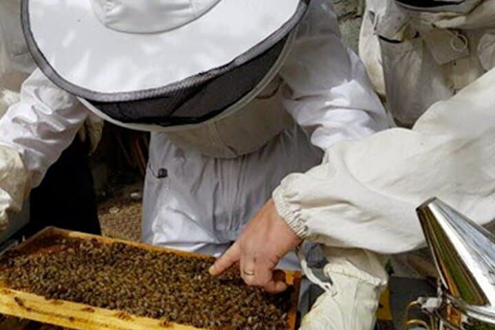 Rooftop Beekeeping in Cannes: Private Honey Experience at Hotel Juliana