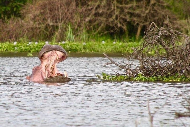 Lake Naivasha Boat Ride & Crescent Island Walk — Day Trip from Nairobi photo 3