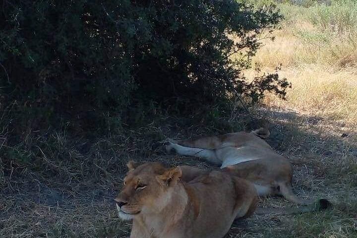 Chobe Day Trip: 60-Minute River Cruise for Hippos, Crocs & Riverbank Wildlife photo 4